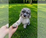 Small #11 Cavapoo (Miniature)