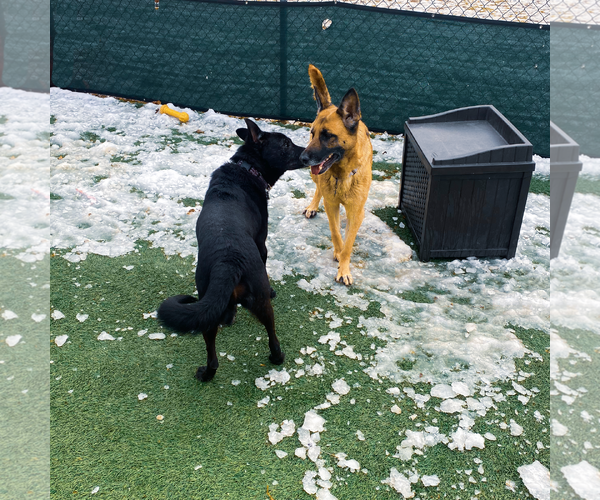 Medium Photo #3 German Shepherd Dog Puppy For Sale in Millburn, NJ, USA