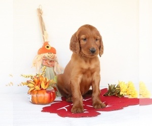 Irish Setter Puppy for sale in LINDEN, WI, USA