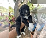 Small #1 Aussiedoodle