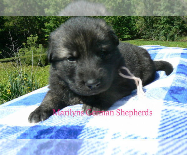 Medium Photo #6 German Shepherd Dog Puppy For Sale in PIEDMONT, MO, USA
