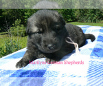 Small #5 German Shepherd Dog
