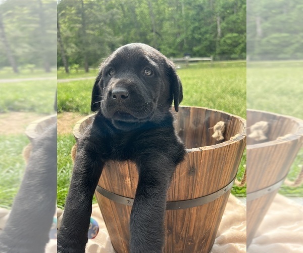 Medium Photo #5 Labrador Retriever Puppy For Sale in NEOLA, WV, USA