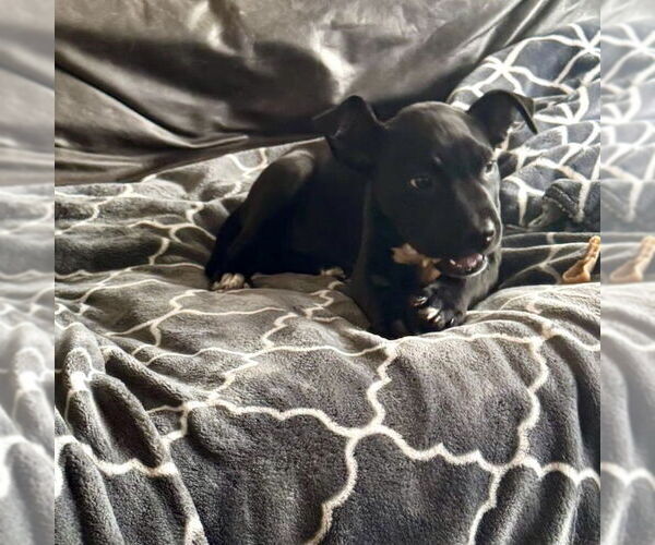 Medium Photo #10 American Staffordshire Terrier-Unknown Mix Puppy For Sale in San Juan Capistrano, CA, USA