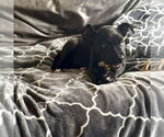 Small #9 American Staffordshire Terrier Mix