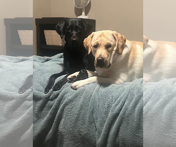 Medium Photo #1 Mutt Puppy For Sale in Fort Collins, CO, USA