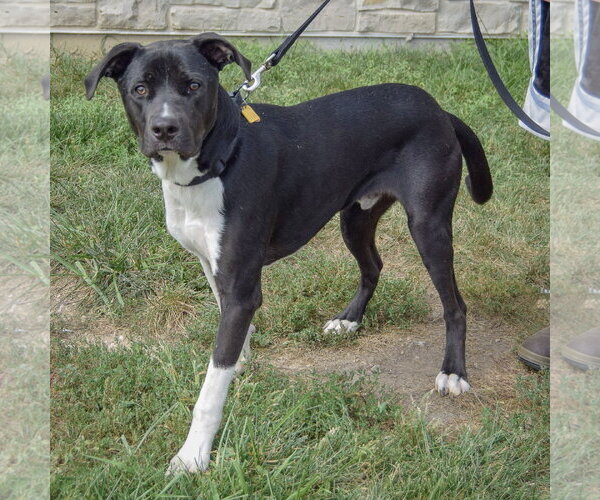 Medium Photo #2 Siberian Husky-Unknown Mix Puppy For Sale in Huntley, IL, USA
