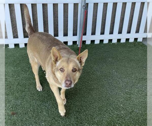 Medium Photo #1 Labrador Retriever-Unknown Mix Puppy For Sale in Modesto, CA, USA