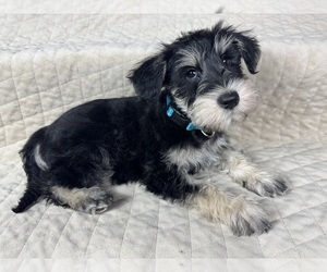 Medium Schnauzer (Miniature)
