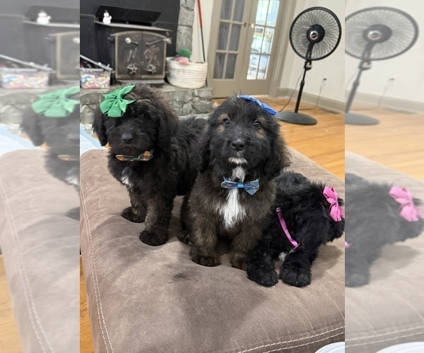 Medium Photo #2 Saint Berdoodle Puppy For Sale in DINWIDDIE, VA, USA