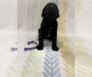 Labradoodle Puppy for sale in PRESCOTT VALLEY, AZ, USA