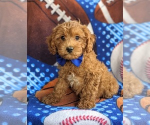 Cavapoo Puppy for sale in QUARRYVILLE, PA, USA