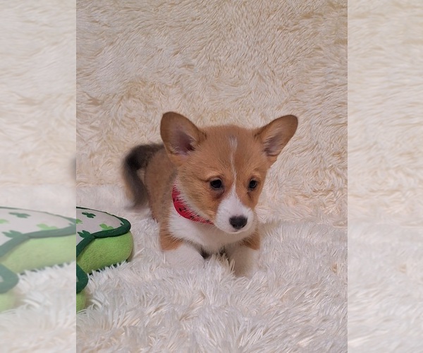 Medium Photo #6 Pembroke Welsh Corgi Puppy For Sale in ARROYO GRANDE, CA, USA
