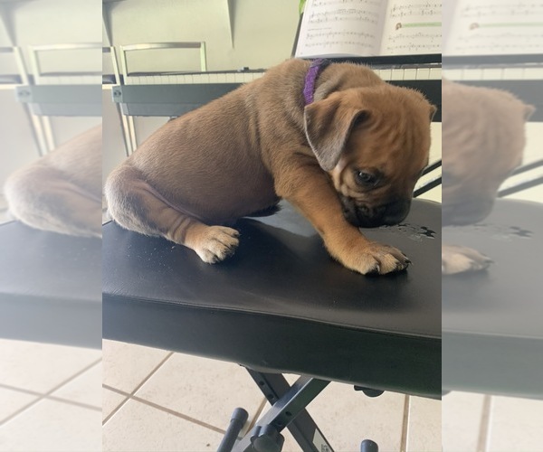 Medium Photo #83 Boerboel Puppy For Sale in LAS CRUCES, NM, USA