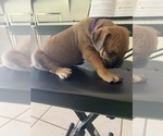 Small Photo #83 Boerboel Puppy For Sale in LAS CRUCES, NM, USA