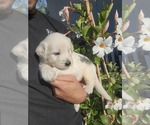 Puppy Puppy 4 Goldendoodle