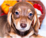 Small Photo #12 Dachshund Puppy For Sale in WAKARUSA, IN, USA