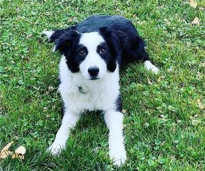 Border Collie Puppy for Sale in PERRIS, California USA