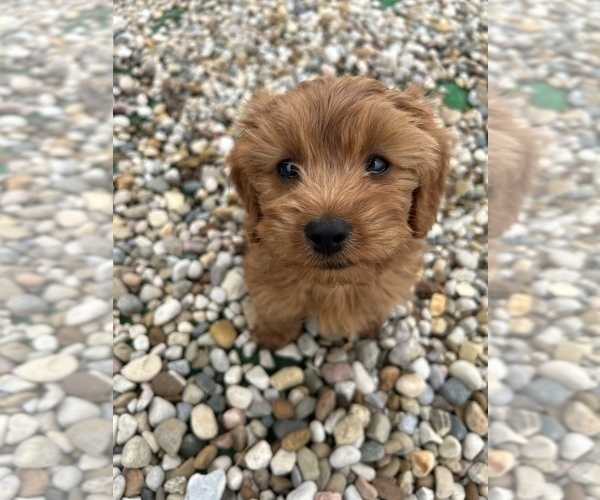 Medium Photo #1 Cavapoo Puppy For Sale in LAWRENCE, MI, USA