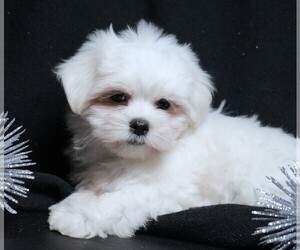Maltese Puppy for sale in ROCK VALLEY, IA, USA