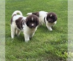 Small #3 Newfoundland