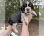 Puppy Batman English Springer Spaniel