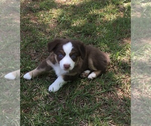 Miniature Australian Shepherd Puppy for sale in E LAURINBURG, NC, USA