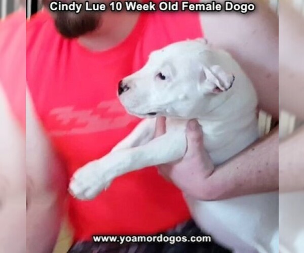 Medium Photo #101 Dogo Argentino Puppy For Sale in PINEVILLE, MO, USA