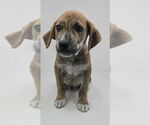 Small Labrador Retriever-Plott Hound Mix