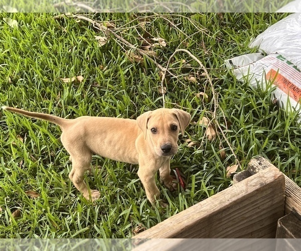 Medium Photo #4 Great Dane Puppy For Sale in WILMER, AL, USA