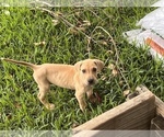 Small Photo #4 Great Dane Puppy For Sale in WILMER, AL, USA