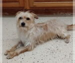 Small #3 Havanese Mix