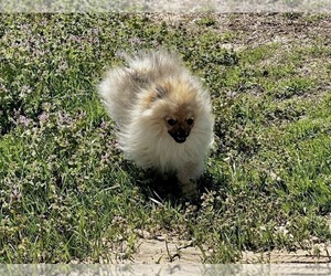 Pomeranian Puppy for Sale in CASSVILLE, Missouri USA