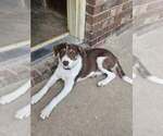 Puppy Daisy Border Collie