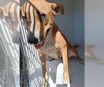Small American Pit Bull Terrier Mix