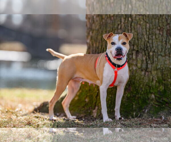 Medium Photo #7 American Pit Bull Terrier-Unknown Mix Puppy For Sale in Germantown, OH, USA