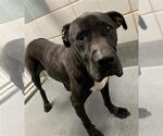 Small American Staffordshire Terrier Mix