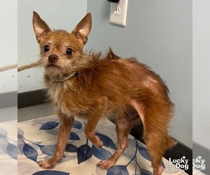 Chihuahua-Unknown Mix Dogs for adoption in Washington, DC, USA