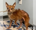 Small Chihuahua Mix