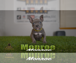 American Bully Puppy for sale in GREELEY, CO, USA