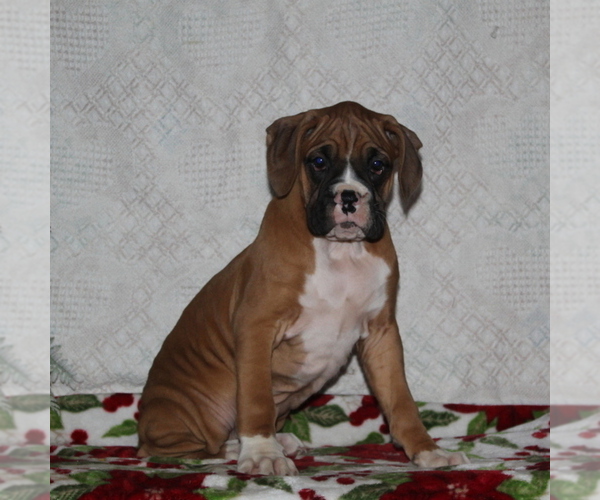 Medium Photo #1 Boxer Puppy For Sale in RISING SUN, MD, USA