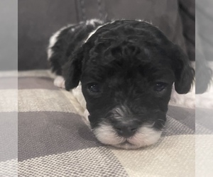 Maltipoo Puppy for sale in JASPER, GA, USA