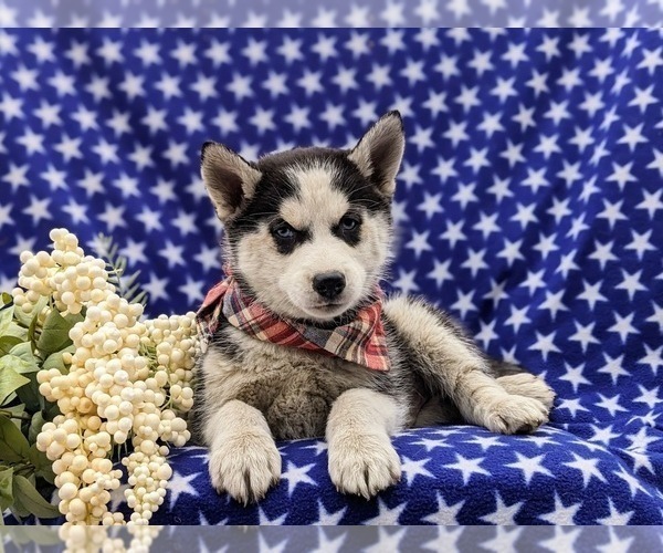 Medium Photo #7 Siberian Husky Puppy For Sale in QUARRYVILLE, PA, USA