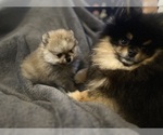Small Photo #3 Pomeranian Puppy For Sale in SANTA MARIA, CA, USA