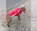 Small #3 American Pit Bull Terrier-Italian Greyhound Mix