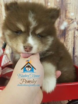 Medium Photo #12 Pomsky Puppy For Sale in ANDOVER, MN, USA