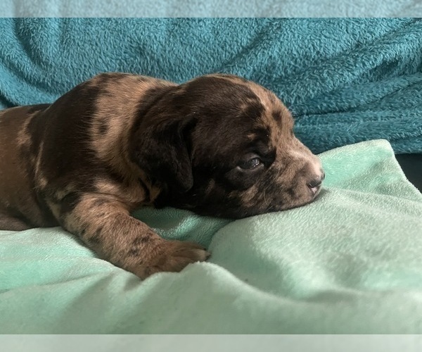 Medium Photo #172 American Bully Puppy For Sale in REESEVILLE, WI, USA