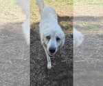Small #4 Great Pyrenees