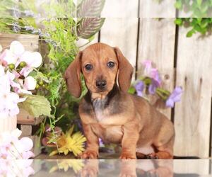 Dachshund Puppy for sale in MOUNT VERNON, OH, USA