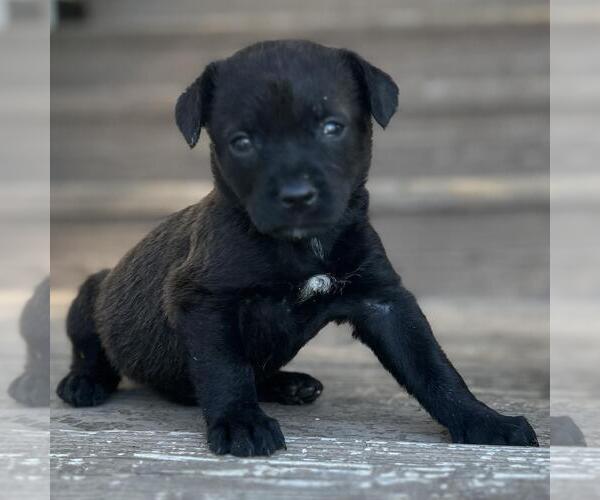 Medium Photo #3 Labrador Retriever-Unknown Mix Puppy For Sale in San Diego, CA, USA
